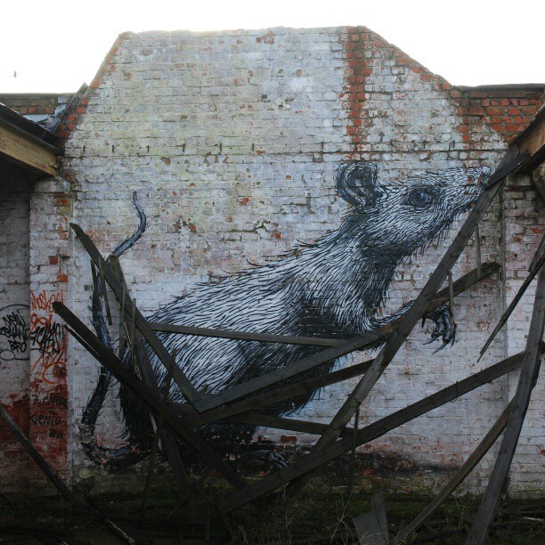 Roa Rat